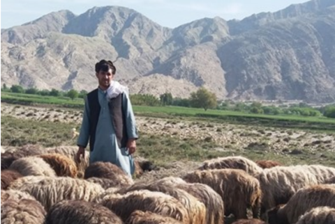 Sherin Agha K. kehrte im März 2018 in die Provinz Nangarhar im Osten Afghanistans zurück und investierte mit Unterstützung des RESTART II Projektes in die Schafzucht. © IOM 2018